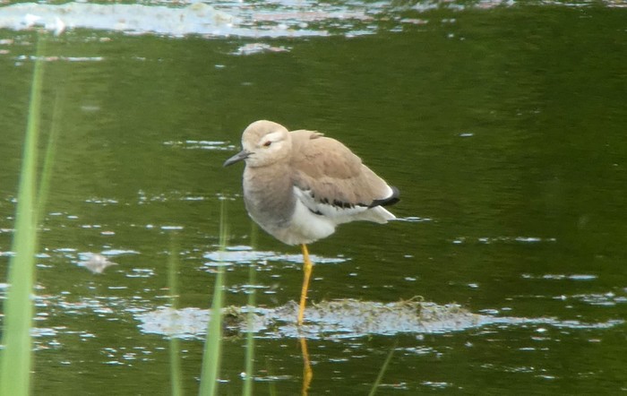 White-tailed Lapwing