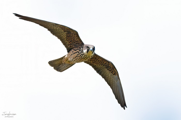Eleonora's Falcon
