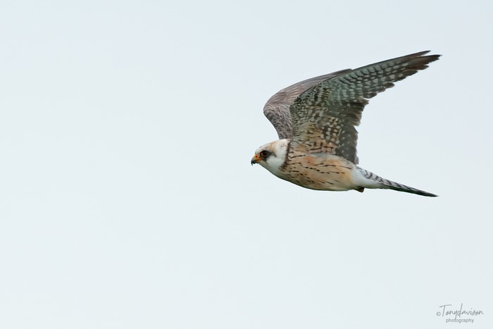 Red-footed Falcon