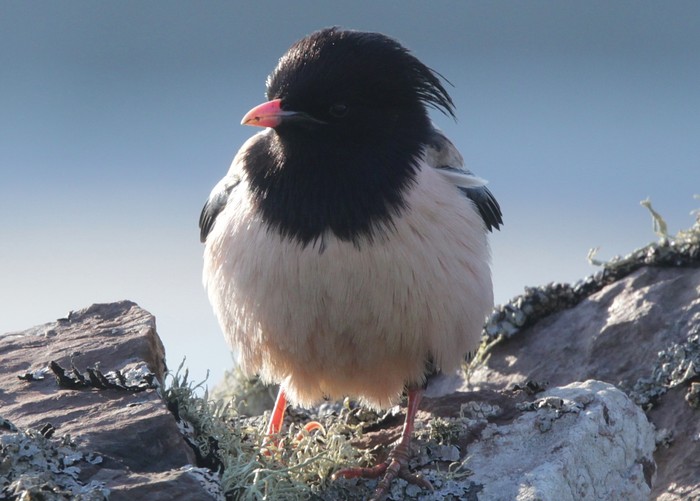 Rose-coloured Starling
