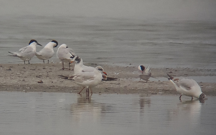 Mediterranean Gull