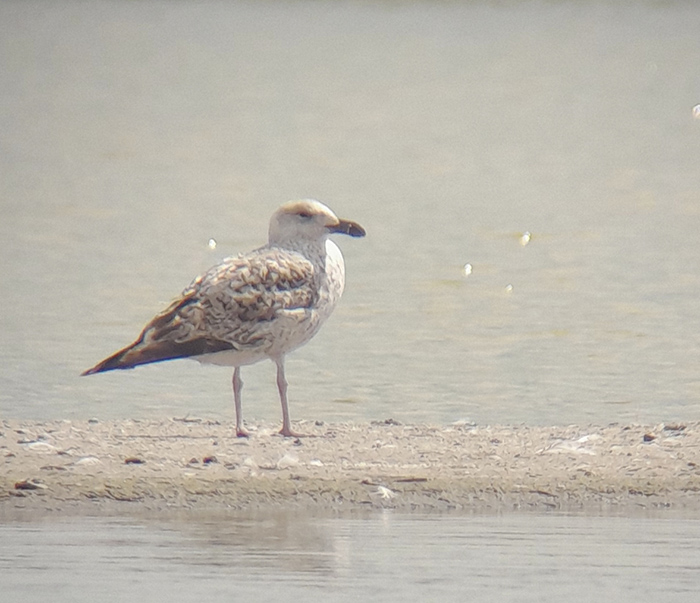 Great Black-backed Gull