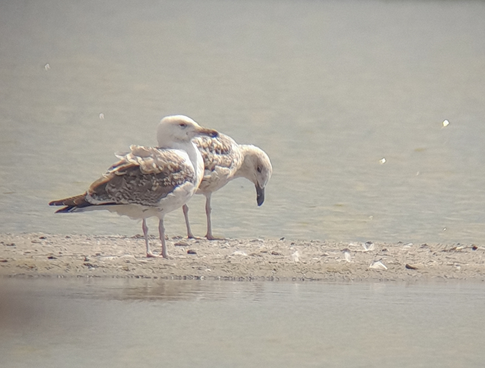 Great Black-backed Gull