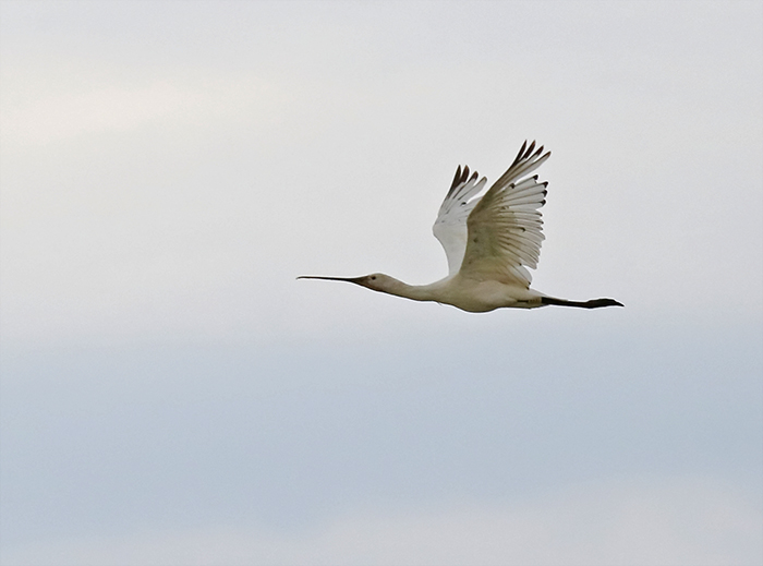 Spoonbill