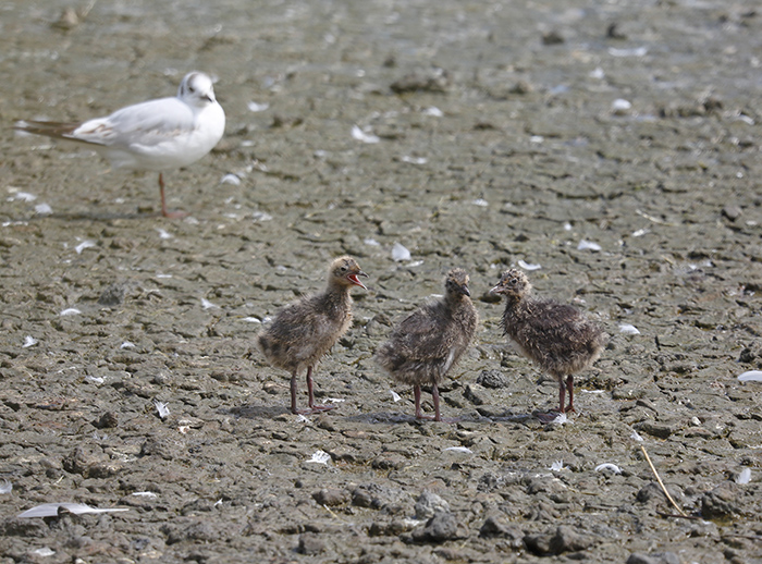 Black-headed Gull
