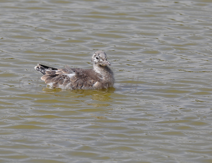 Black-headed Gull