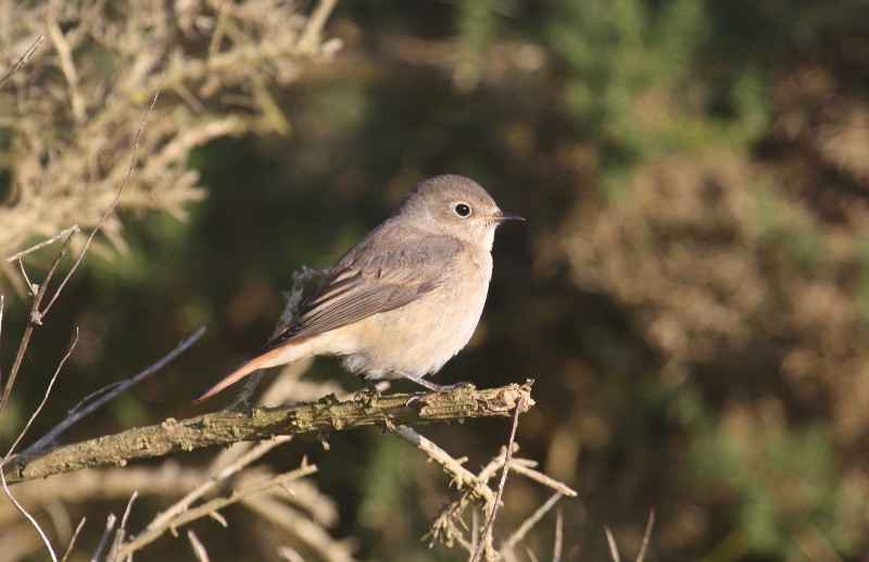 Redstart