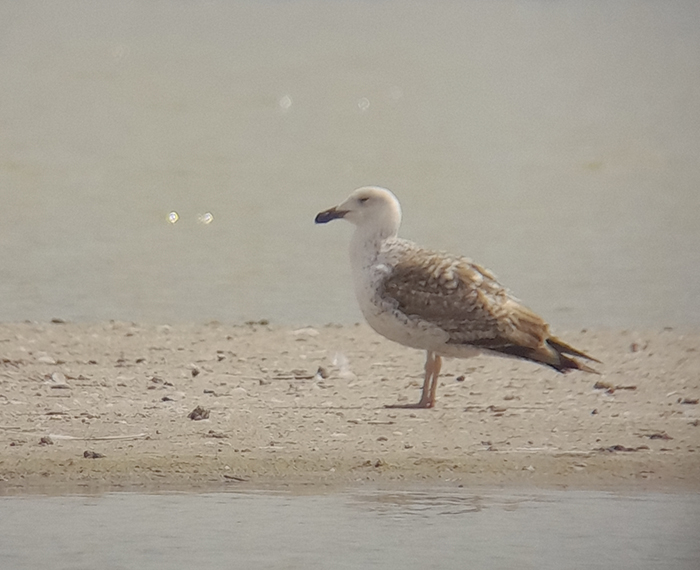 Great Black-backed Gull