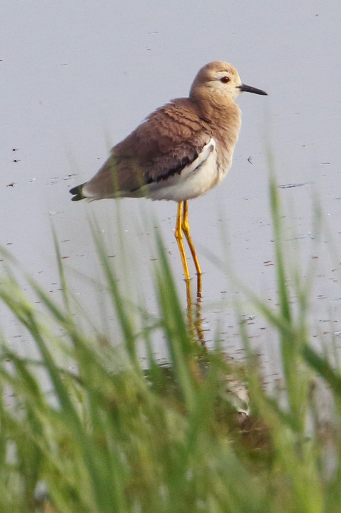 White-tailed Lapwing