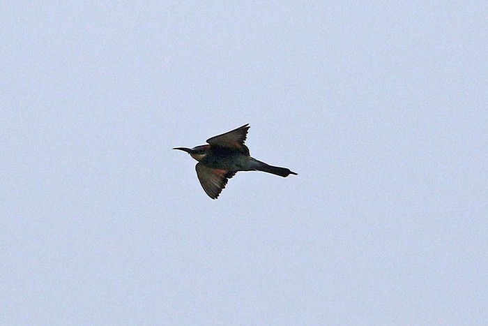 Bee-eater