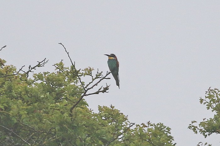Bee-eater