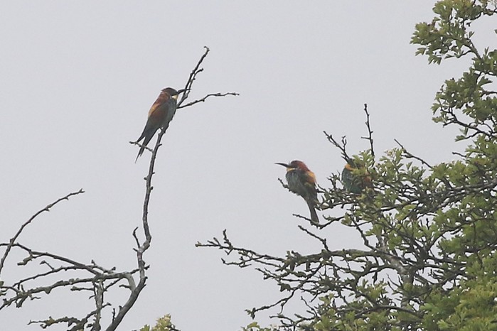 Bee-eater
