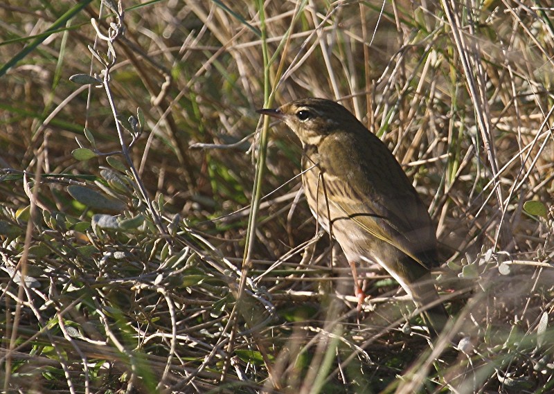 Olive-backed Pipit