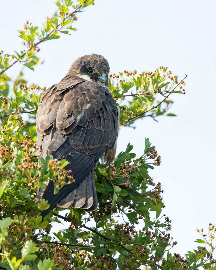 Eleonora's Falcon