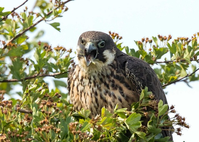 Eleonora's Falcon