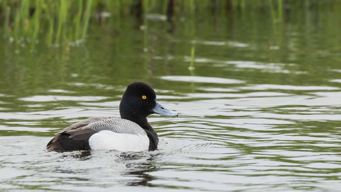Lesser Scaup