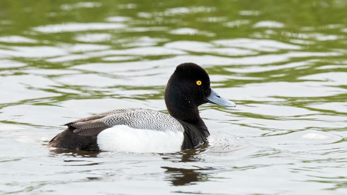 Lesser Scaup