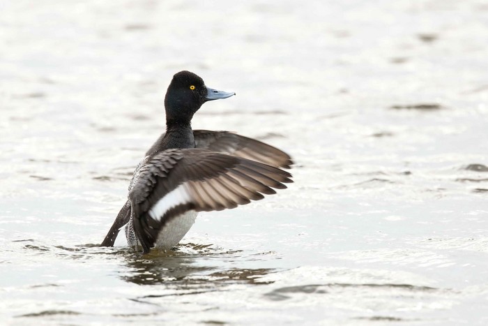 Lesser Scaup