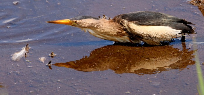 Little Bittern