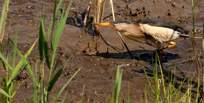 Little Bittern