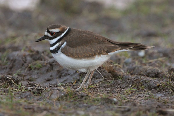 Killdeer
