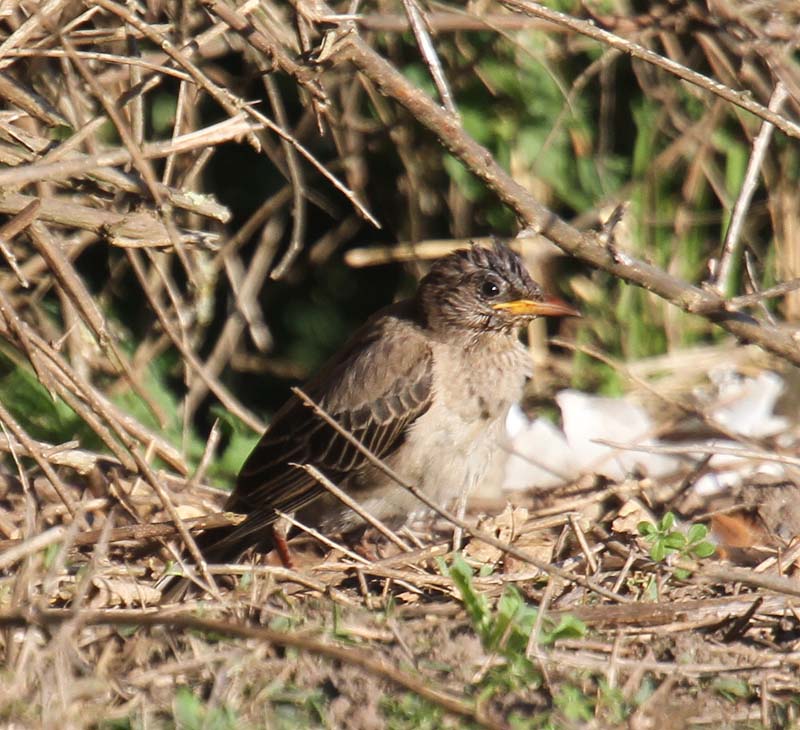 Rose-coloured Starling