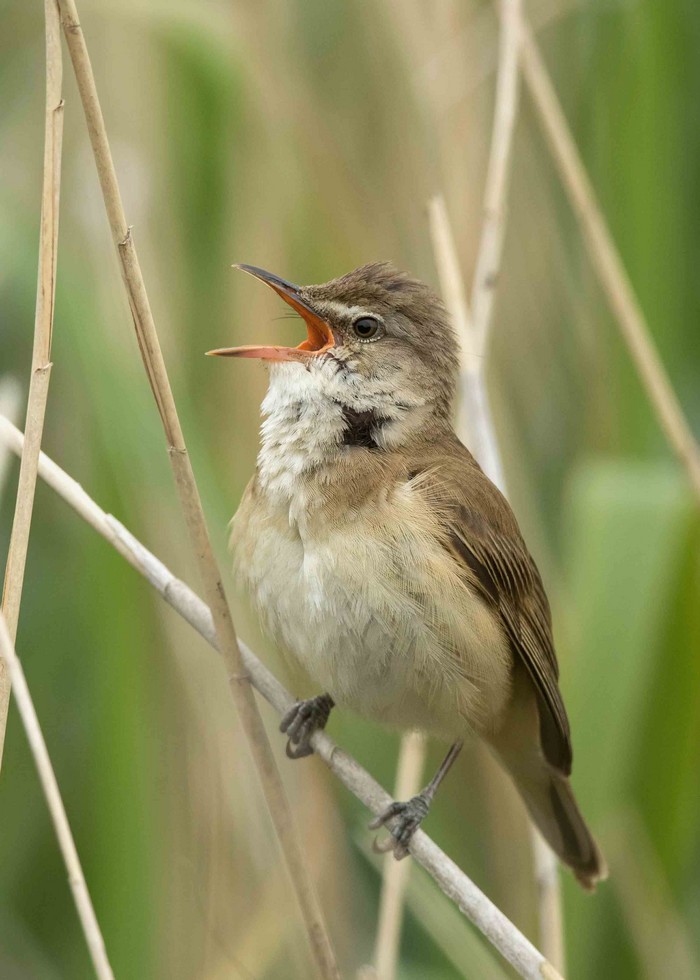 Great Reed Warbler