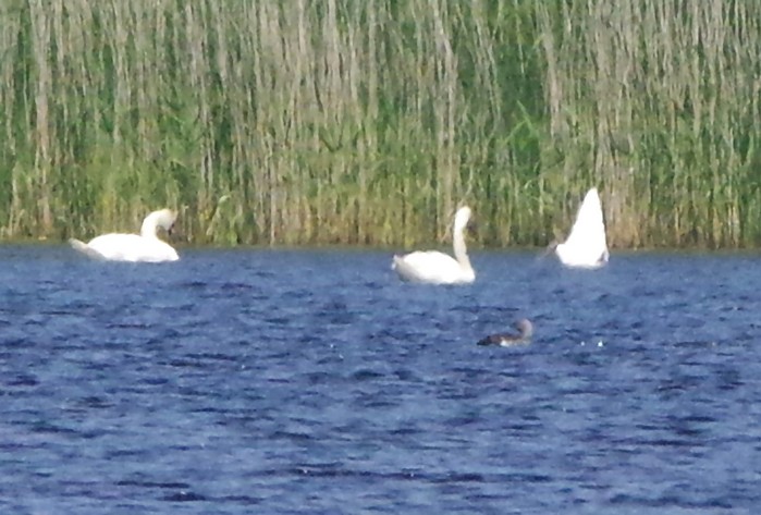 Red-throated Diver
