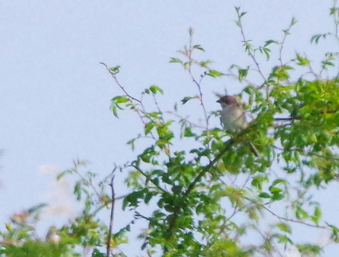 Red-backed Shrike