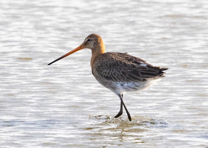 Continental Black-tailed Godwit