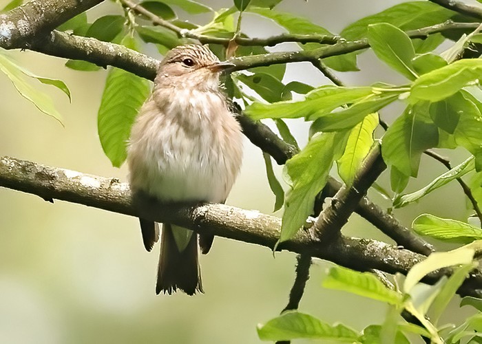 Spotted Flycatcher