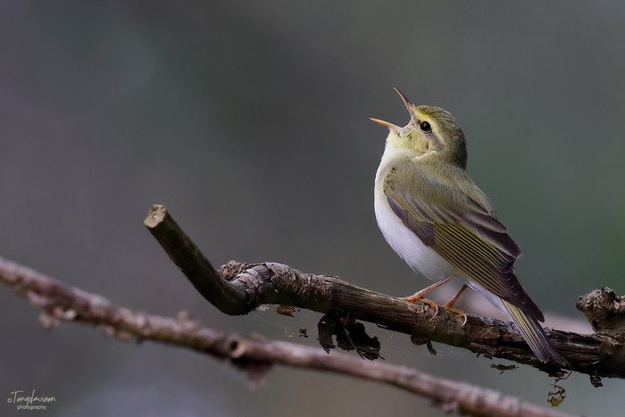 Wood Warbler