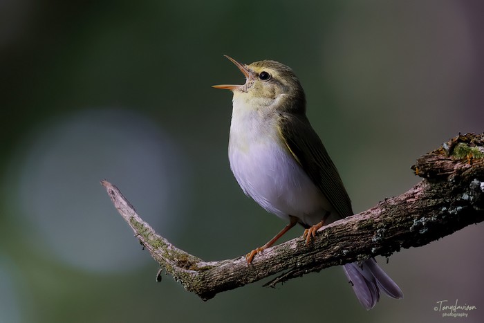 Wood Warbler