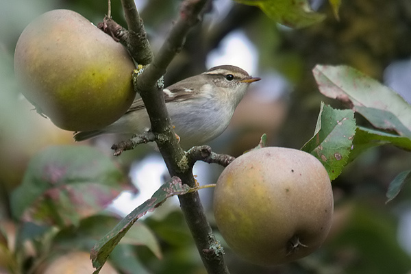 Yellow-browed Warbler