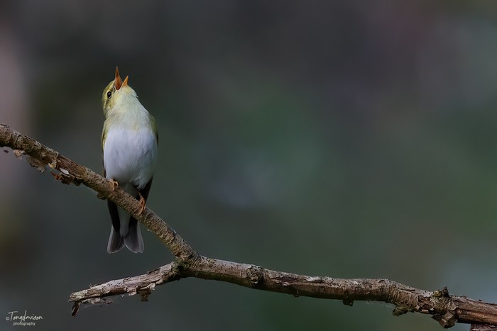 Wood Warbler