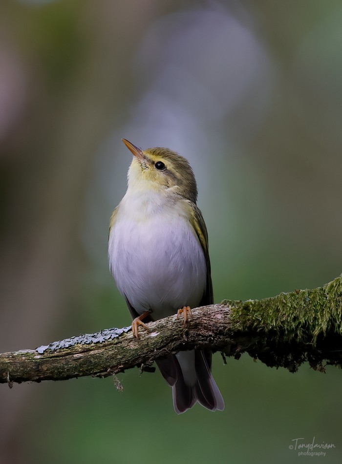 Wood Warbler