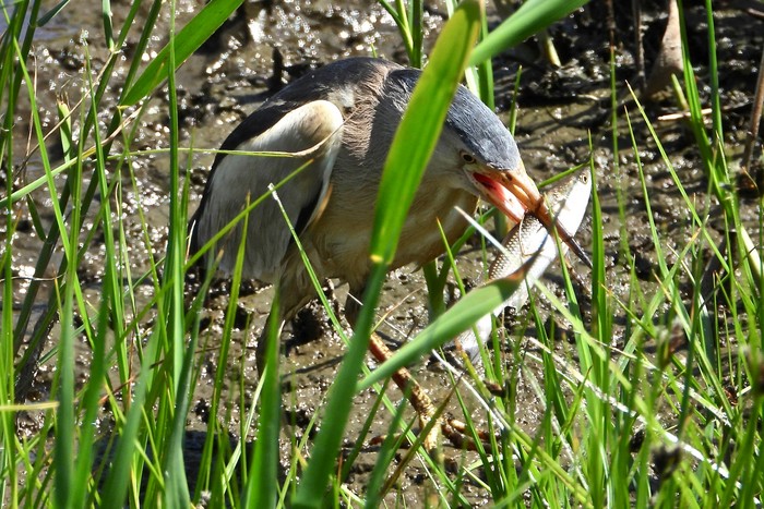 Little Bittern