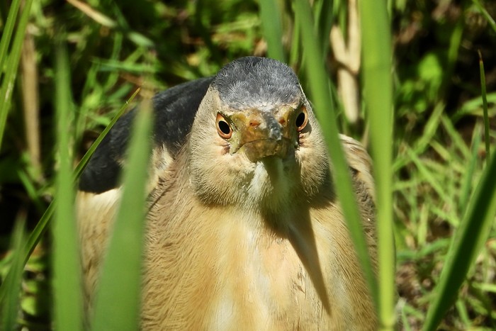Little Bittern