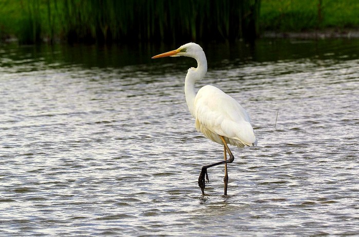 Great White Egret