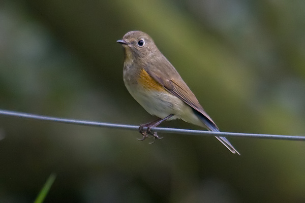Red-flanked Bluetail