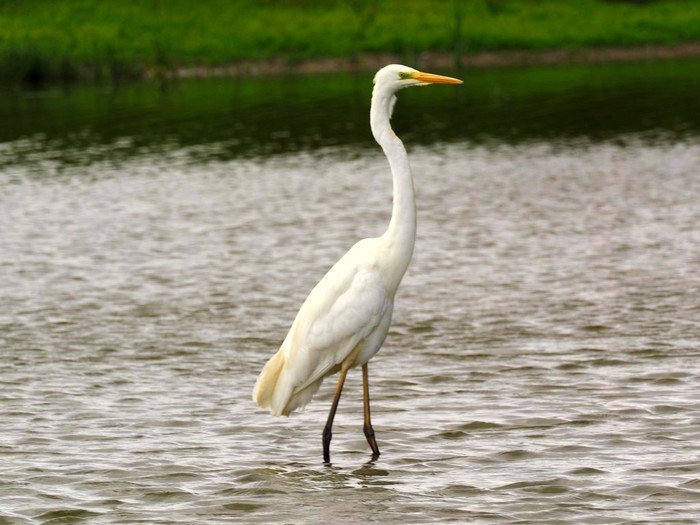 Great White Egret