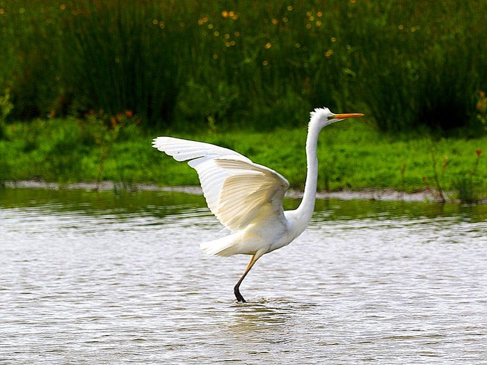 Great White Egret