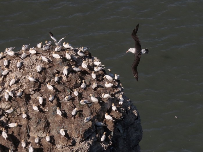 Black-browed Albatross