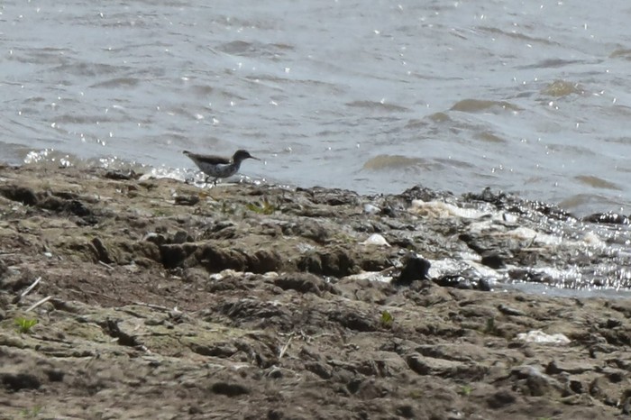 Spotted Sandpiper