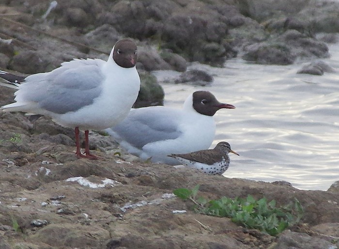 Spotted Sandpiper