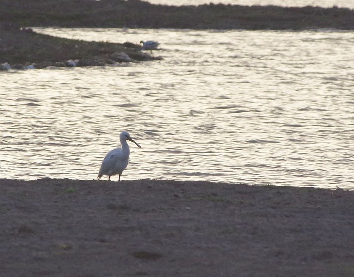 Spoonbill