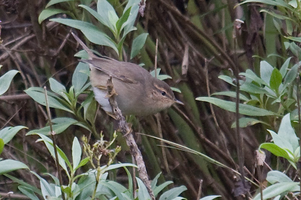 Dusky Warbler