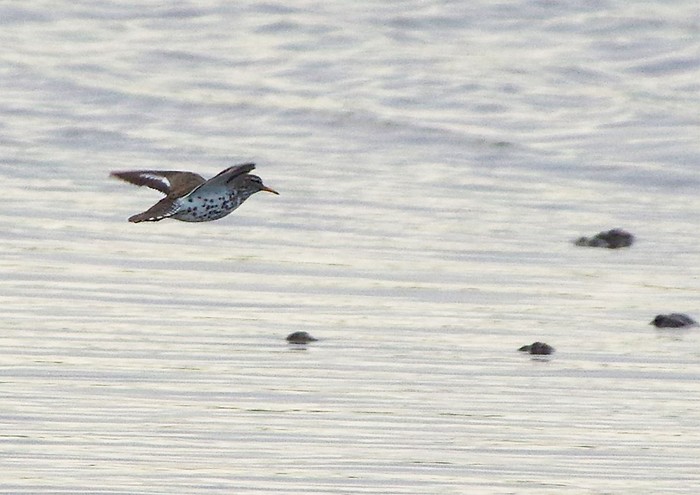 Spotted Sandpiper