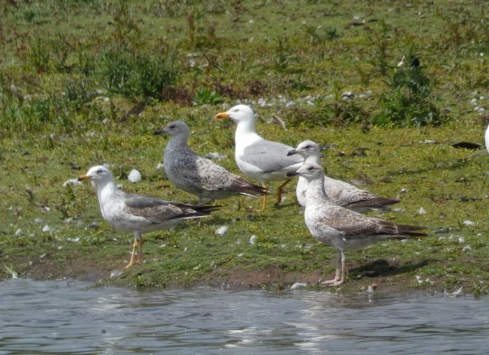 Yellow-legged Gull
