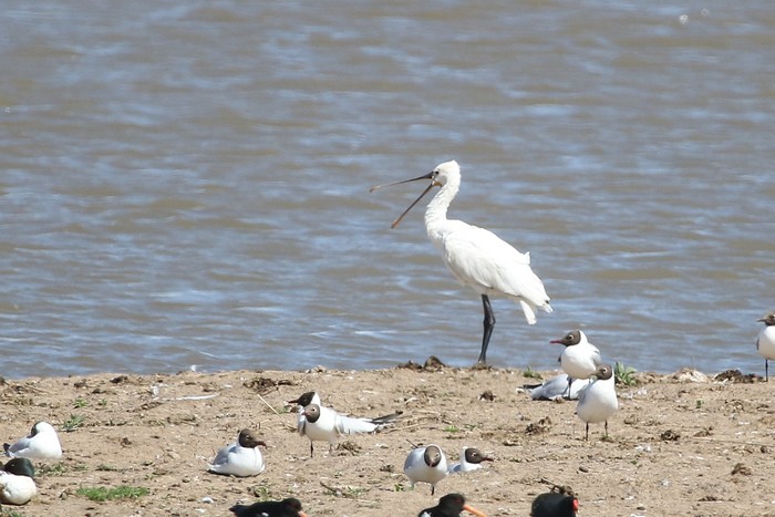 Spoonbill